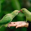 Alimentation spécifique des oiseaux de compagnie