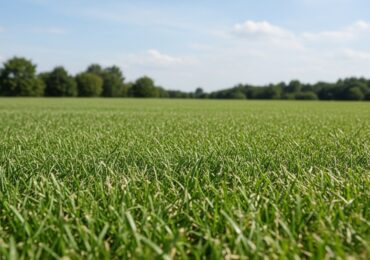 Engazonnement résistant à la sécheresse : le Kikuyu et le Zoysia