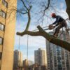 Sécurisation d&rsquo;arbres de grande hauteur : l&rsquo;expertise en abattage