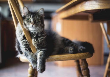 Huiles essentielles et animaux : attention au chat