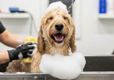 La relation de confiance entre le toiletteur et le chien