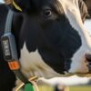 Matériel d&rsquo;élevage connecté : colliers et podomètres pour vaches