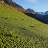 Engazonnement hydraulique (Hydroseeding) : la solution pour les talus pentus