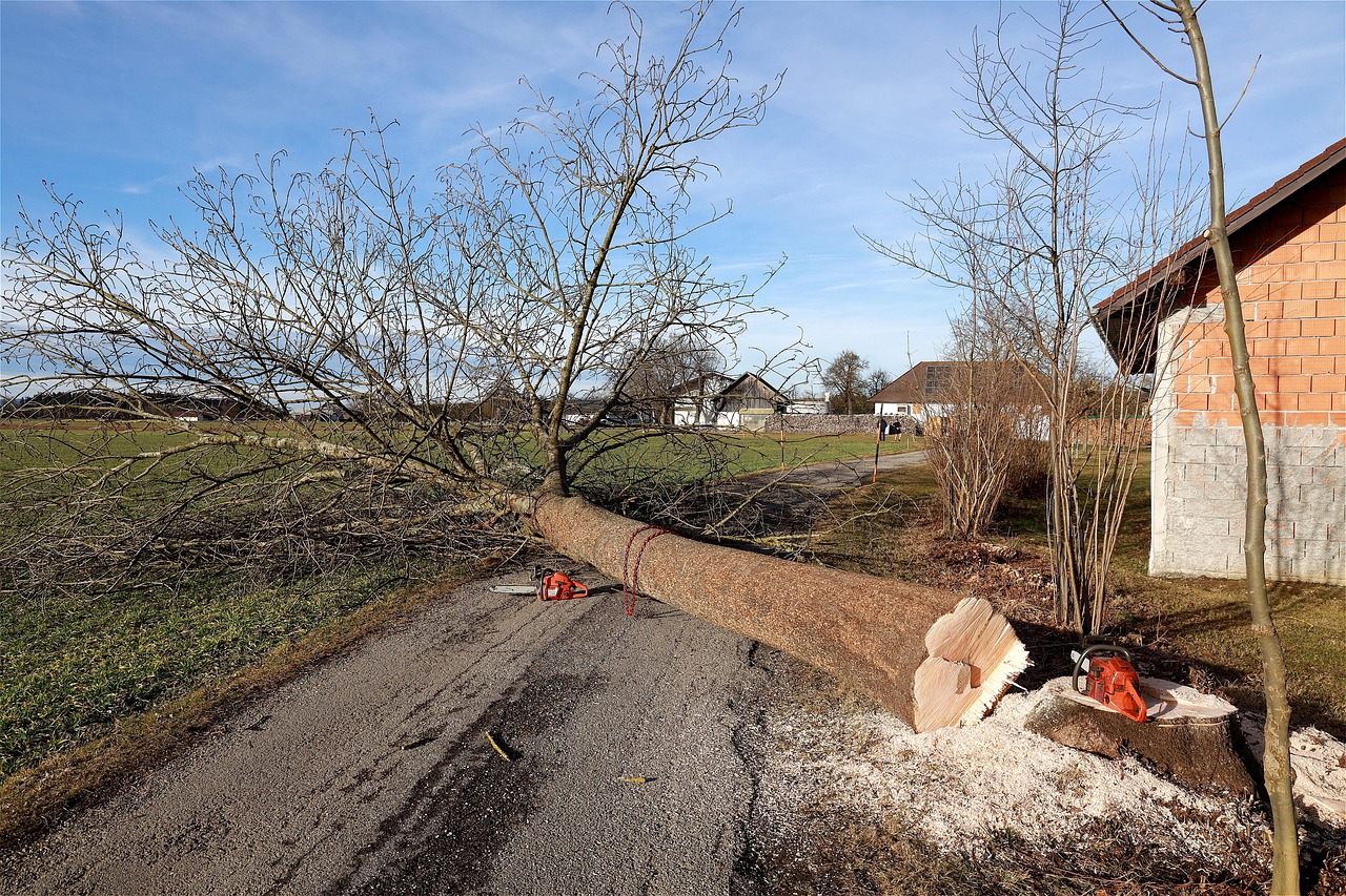 expertise en abattage d'arbres : services professionnels pour l'élagage, l'entretien et la sécurisation de vos espaces verts.