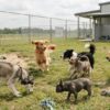 Toux du chenil : pourquoi vacciner si votre chien va en pension