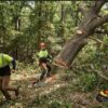 Abattage d’arbres : les erreurs de sécurité courantes