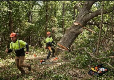 Abattage d’arbres : les erreurs de sécurité courantes