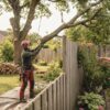 Abattage d’arbres : les points de vigilance pour vos voisins
