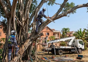 Le coût moyen d&rsquo;une prestation d&rsquo;élagage selon la hauteur et la complexité de l’arbre