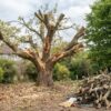 Pourquoi un élagage trop sévère (le charançonnage) peut tuer votre arbre ?